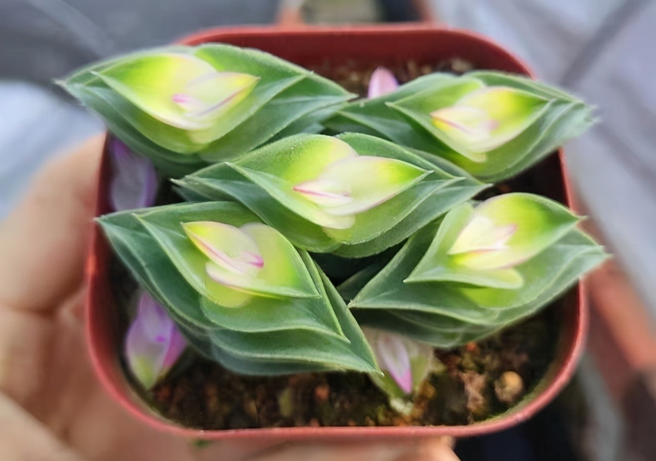 6款多肉大普货,完全靠实力征服花友,养护简单出状态真好看