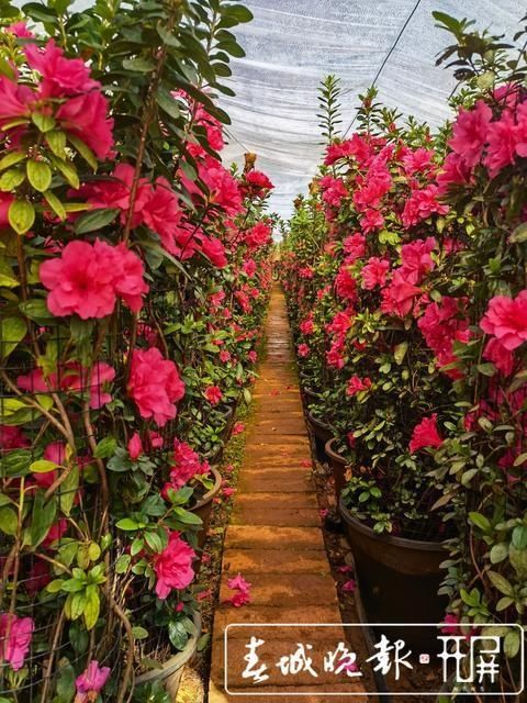 新春走基层｜昆明这里的杜鹃花绑扎起来卖