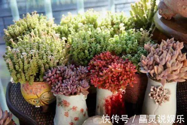 花友|花友在浇花的水里加点这个,就能防止盆栽多肉植物化水、黑腐!