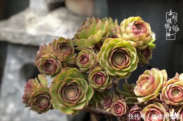 在茜的多肉小院里,花时间种快乐!在茜的多肉小院里,花时间种快乐!
