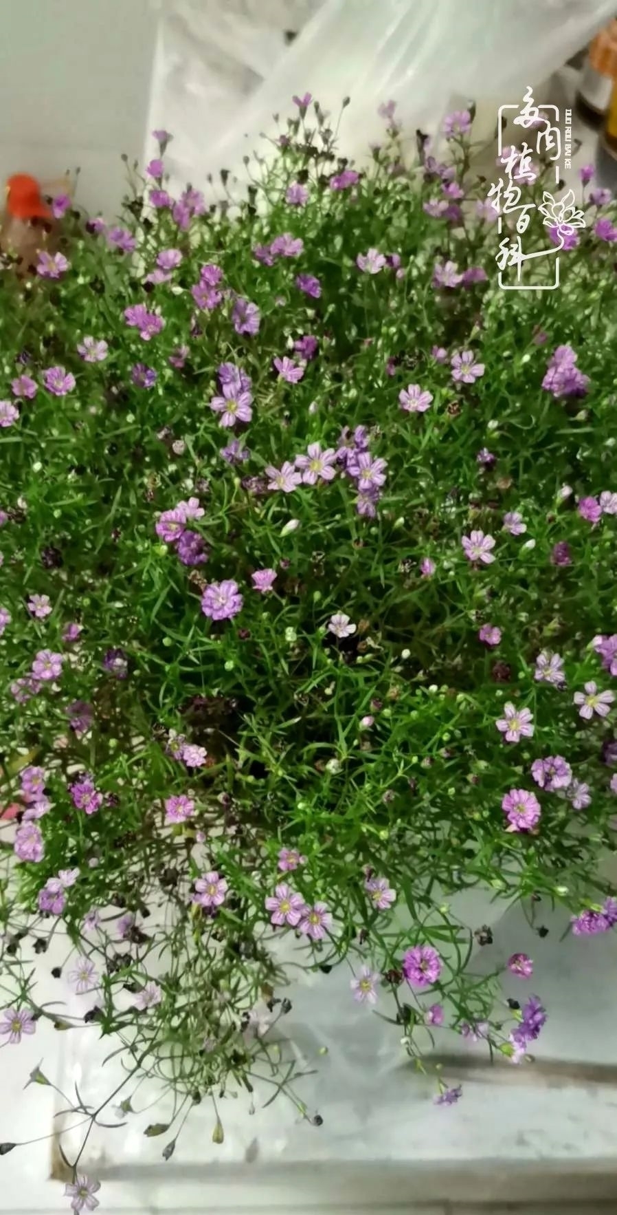 回顾令人难忘的2020年!2021,我定不负美肉不负众望!