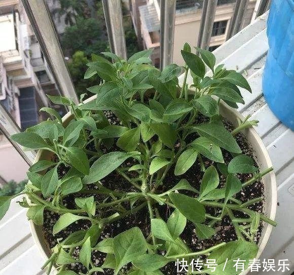 现在养花要重剪,剃光头,撸光叶,越狠越爆盆