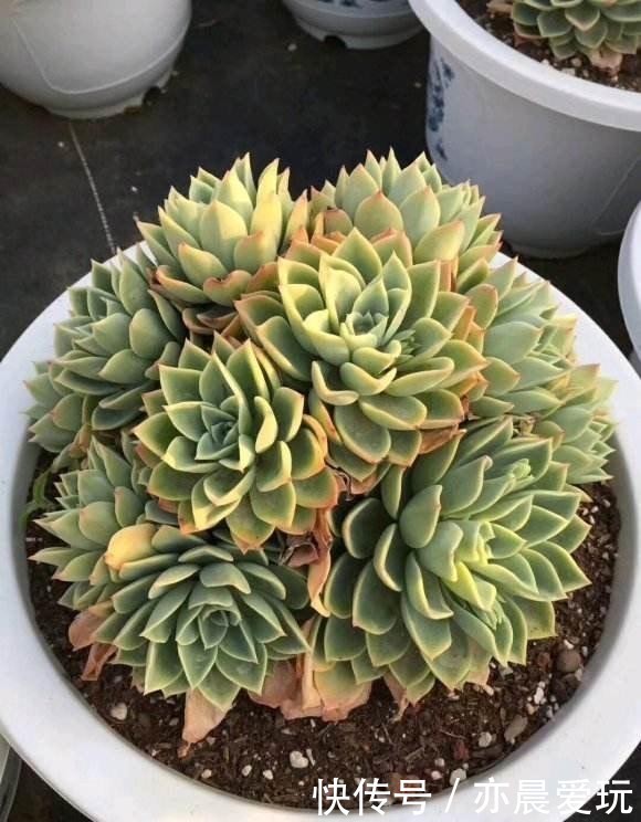 普货|公认漂亮好养的10种普货多肉,紫乐上榜桃蛋失冠,排在第一竟是它