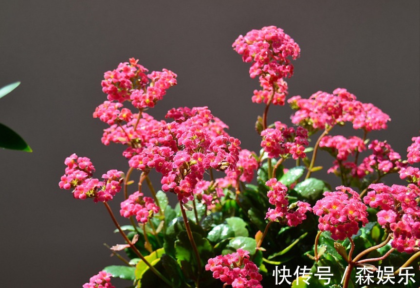 家养海棠花,叶子暗淡观赏差,“3大”要素做好,翠绿茂密好看!