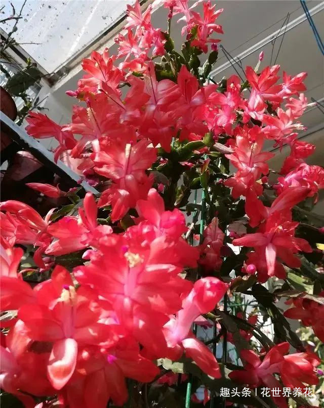 静养|蟹爪兰花后需“静养”,这些事不要做,不然蟹爪兰叶片打蔫难恢复