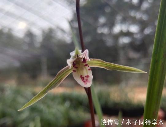 寒兰|寒兰是一种冬天才开花的兰花,那大叶寒兰和细叶寒兰有什么区别?