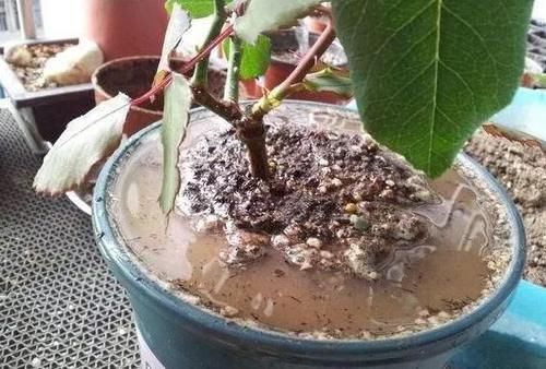 养花不能光从“选土”方面防范积水烂根，还得在浇水上下功夫