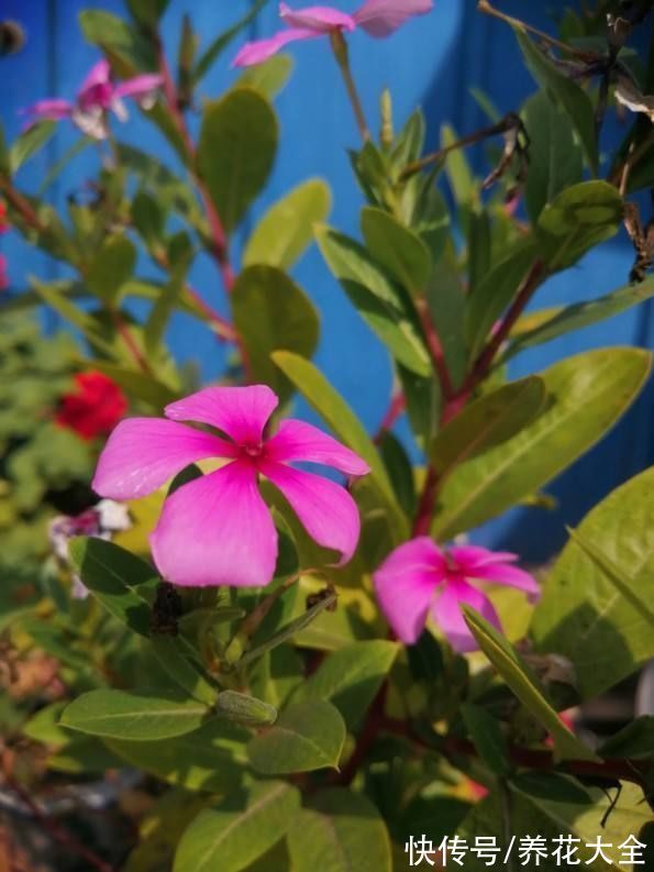 米兰米兰|5种四季开花的植物,养一盆在家里,四季有花看