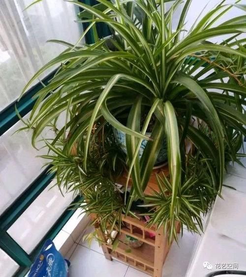 养分|养花万能水,每月用2次,补水补养分,还不用施肥!