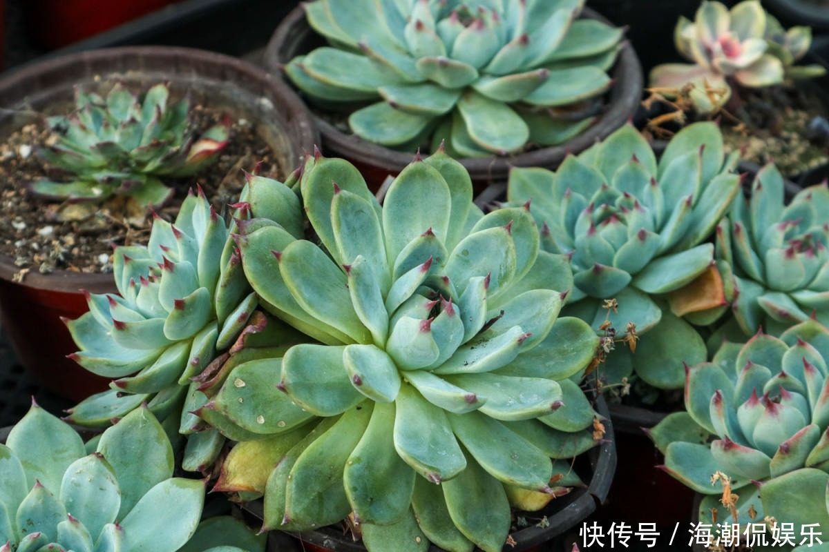 老花匠的养肉秘方,避开5个坑,才能养出结实多肉