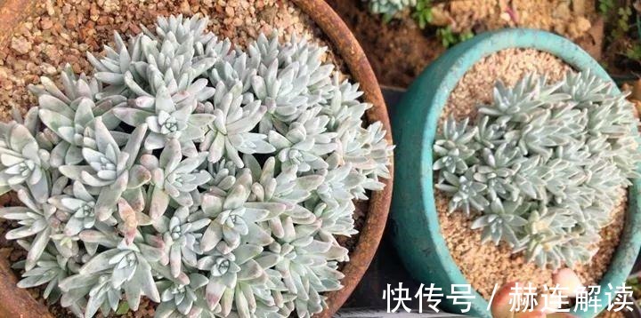 艾伦|姐姐养了9年的多肉,没有买肥就用它,个个长成精!