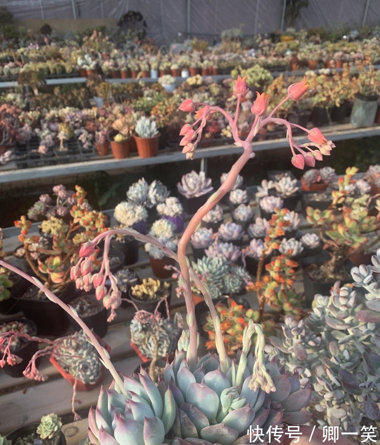 多肉长花箭,从基部剪掉,不要保留,消耗母本养分,影响生长