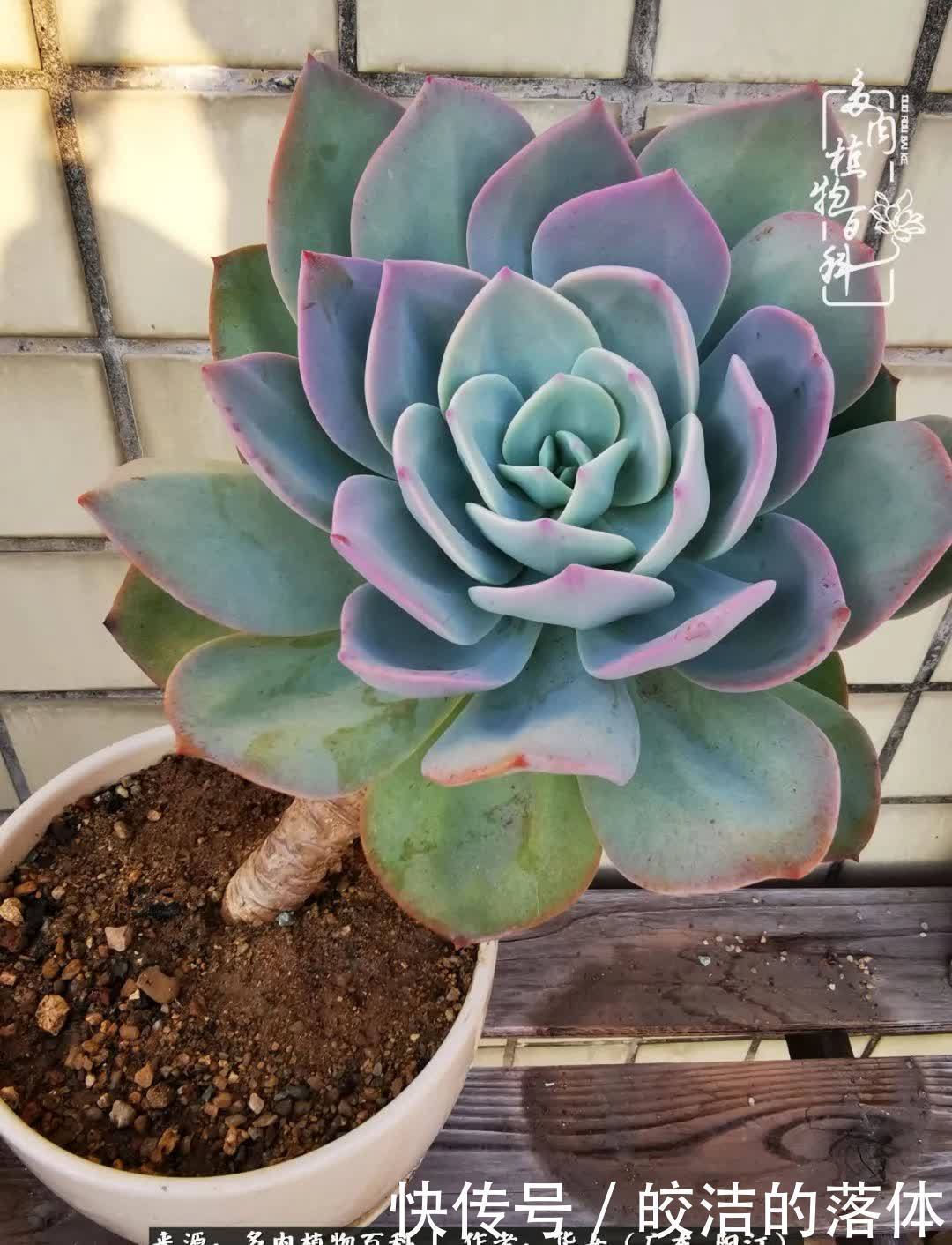 广东的冬天是多肉的春天,时间是最好的魔法师!