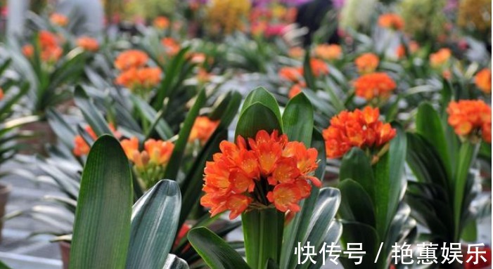 君子兰不开花学会1招,叶片绿油油,花朵开爆盆,年年开花不断