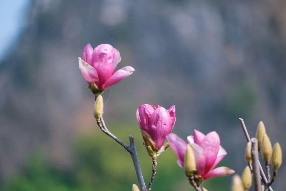 知识|七星岩玉堂春、宫粉紫荆踏春而至，美出新高度！