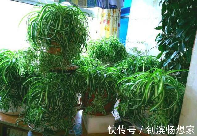 绿萝吊兰就好“一口酒”，2周喝上一杯，叶子翠绿、新芽挤爆盆