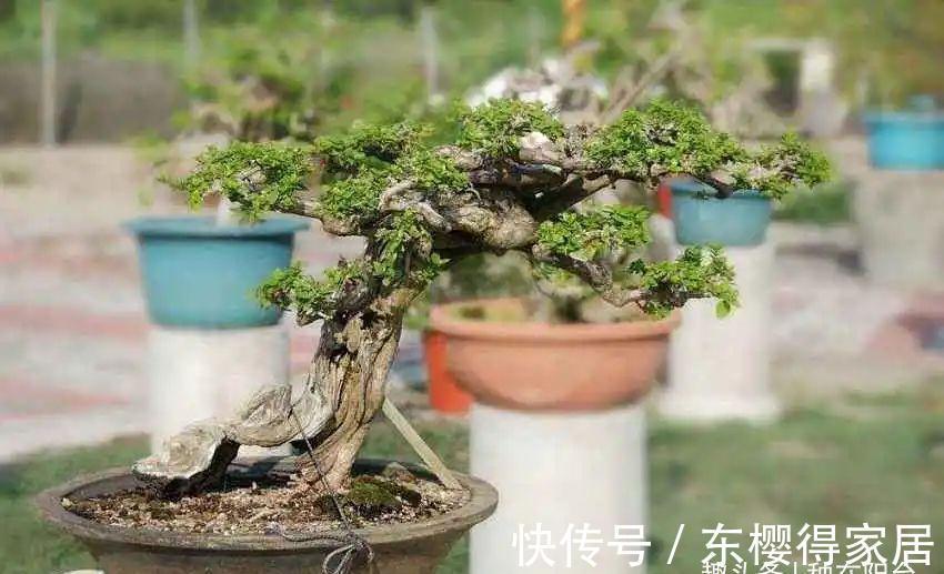 小小树石盆景有啥看头?它的画面与意境足以覆盖“自然山河”!