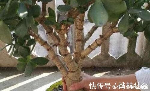 这2种树,是养“高价老桩”的首选,木质化强,5个月就能养成功