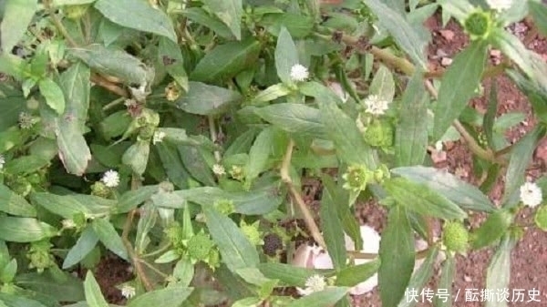 农村|农村一种会流墨汁的野草,是牙痛的良药,却常遭踩踏