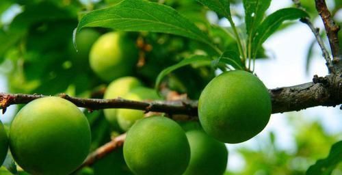 李子|乡下此果掉在地上没人捡,城里人买的时候很贵,很多人吃不起