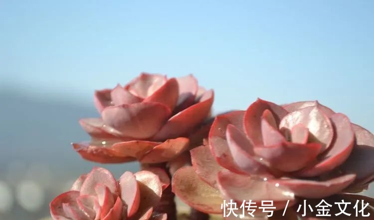 以阳光为滤镜,蓝天为背景,期待拥抱春天,拥抱自然!