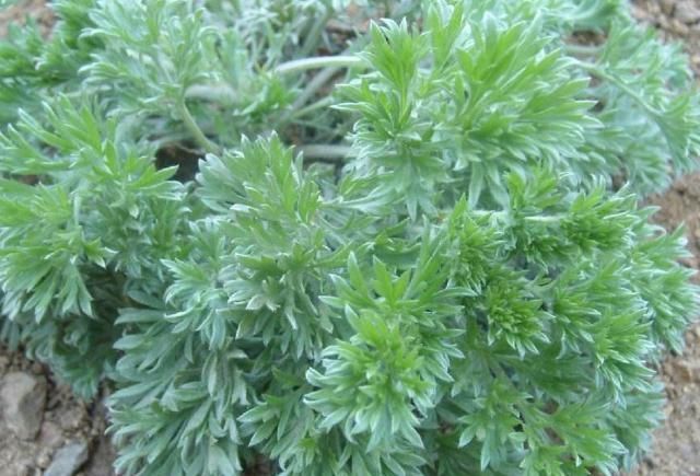 白蒿|地头常见的这种野草，竟然是养肝第一菜，每天来一盘，肝脏没毛病