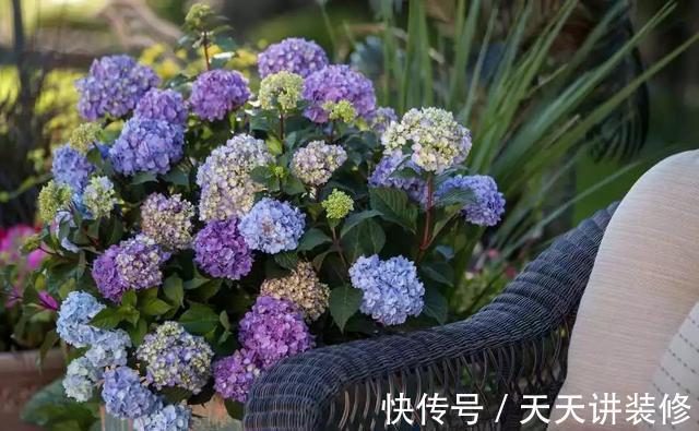 扦插|趁热快进行扦插，以下花扦插正当时，养护到位，生根发芽没问题