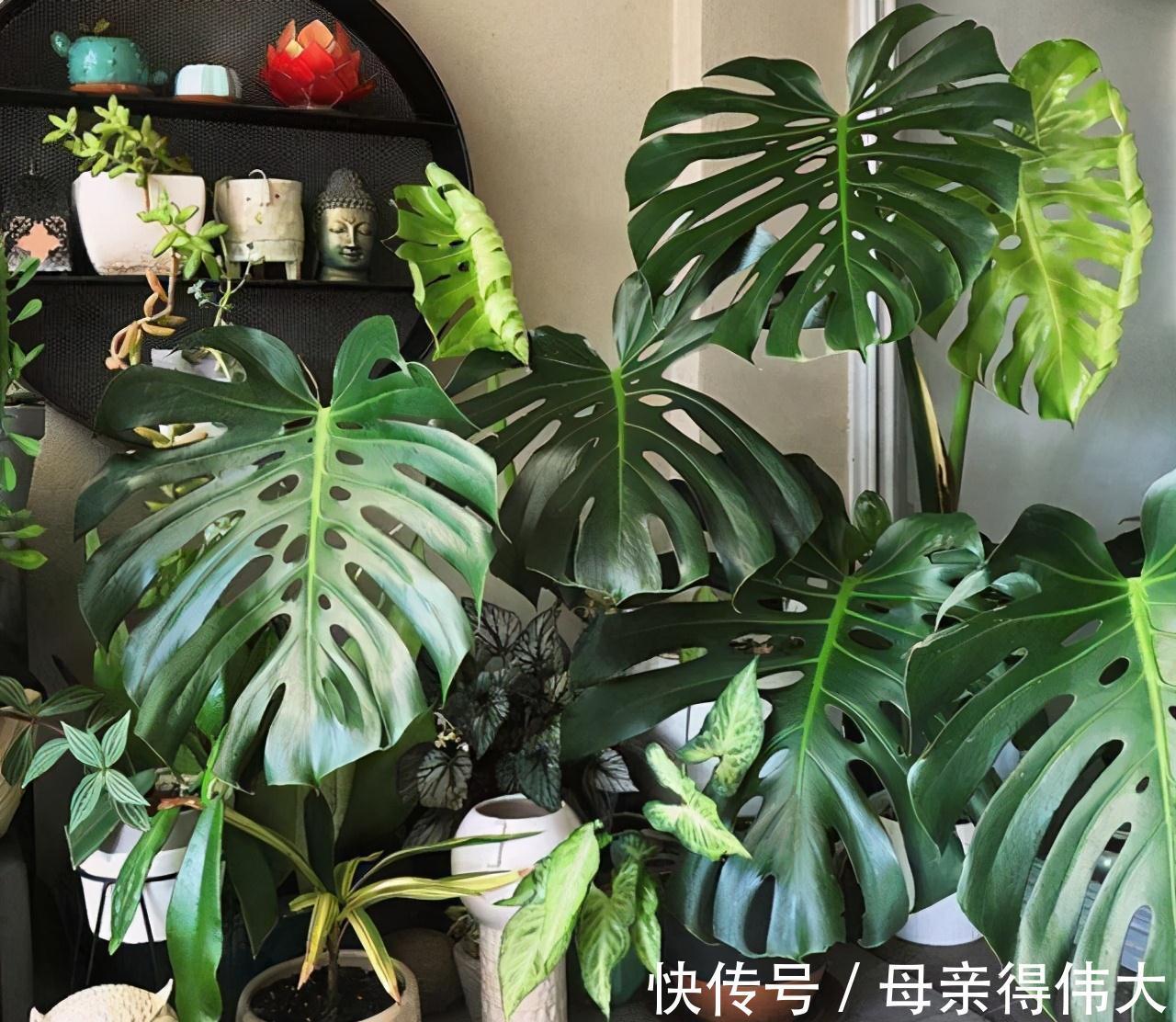 养花牢记“3口诀”,啥花都能养好,阳台变花园,四季花不败