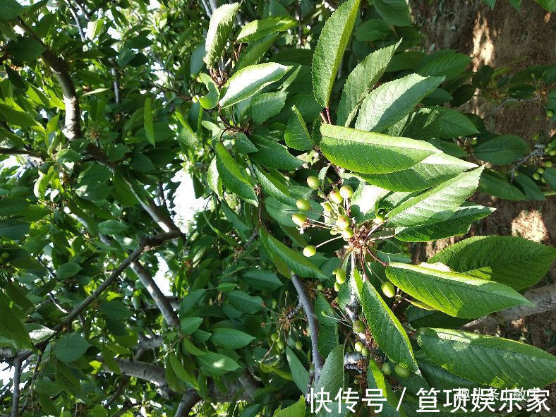 农家菜|周末去老丈人家干农活,丈母娘弄了6个农家菜,卖相一般但味绝了