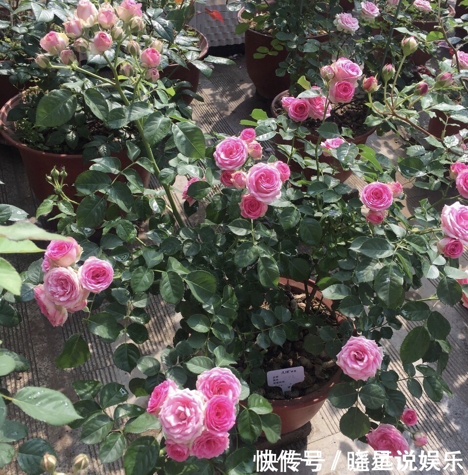 疏松|花盆出现“大土块”,浇水摻上2种“东西”,30天松软、肥沃!