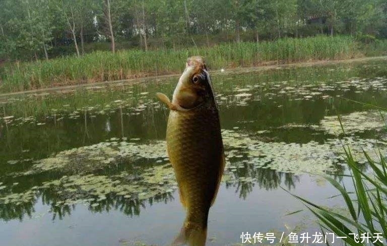 闲聊没有水草等障碍物的亮水区,如何使用传统钓法作钓