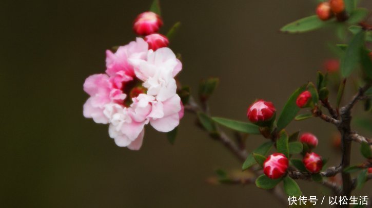 松红梅松红梅|这4种花的花期”超长“，而且开花还勤，非常好养