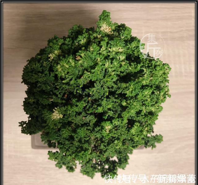 石化|绿海听涛,“桧柏化石”石化桧盆景的养护与创作