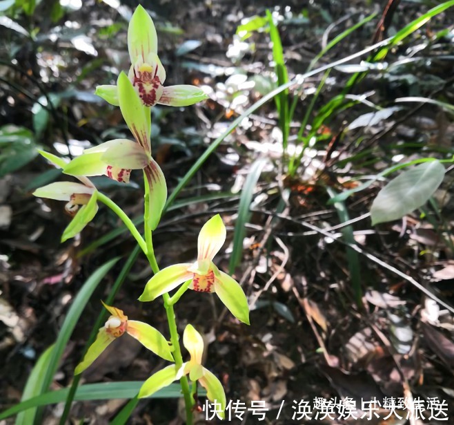 兰花|新手养兰，学会“3多3少”，兰花长得旺、常爆盆、开花多