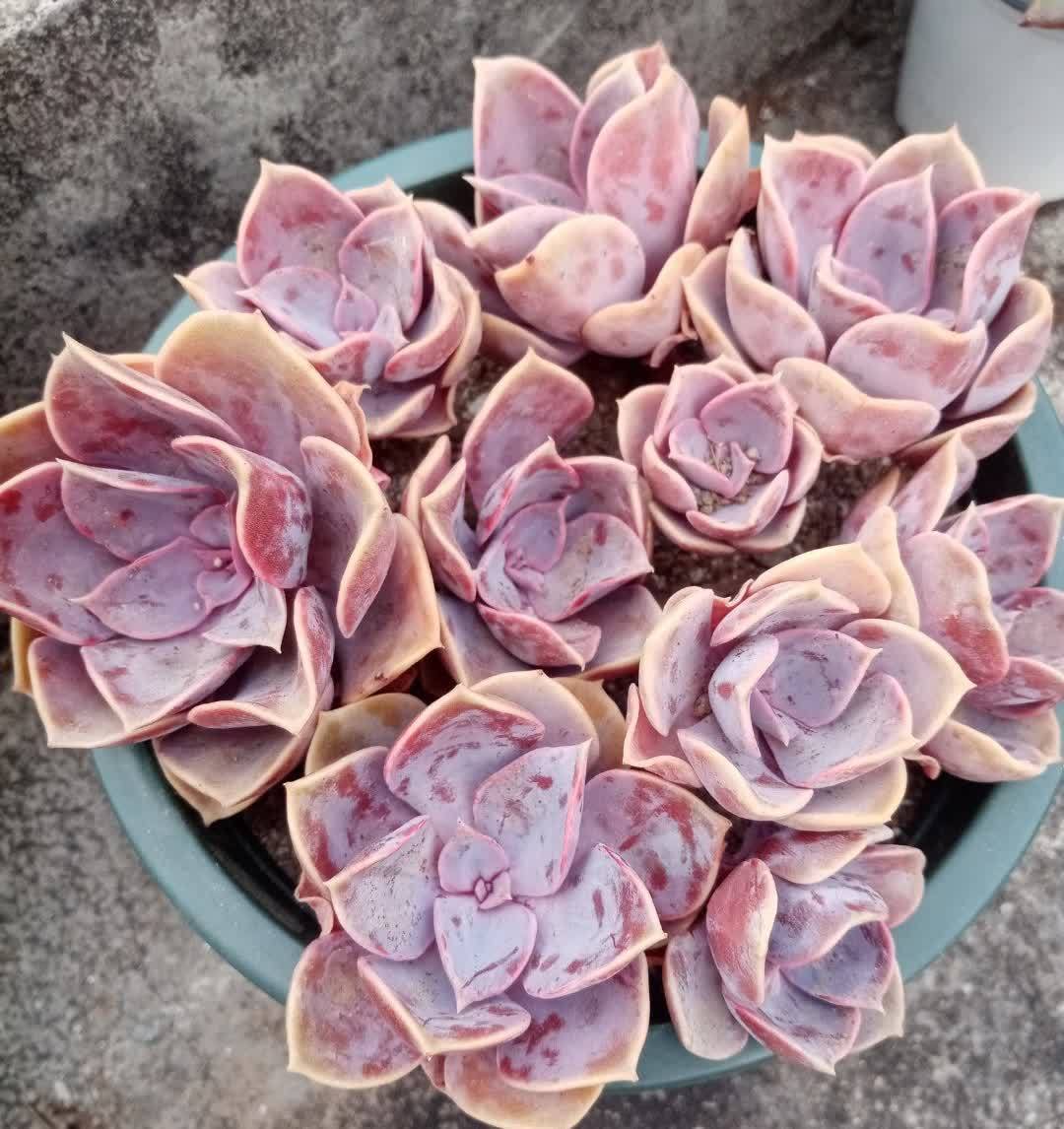 多肉|五月六月别忘了“叶插多肉”,生根快长得快,又萌又多成功率高