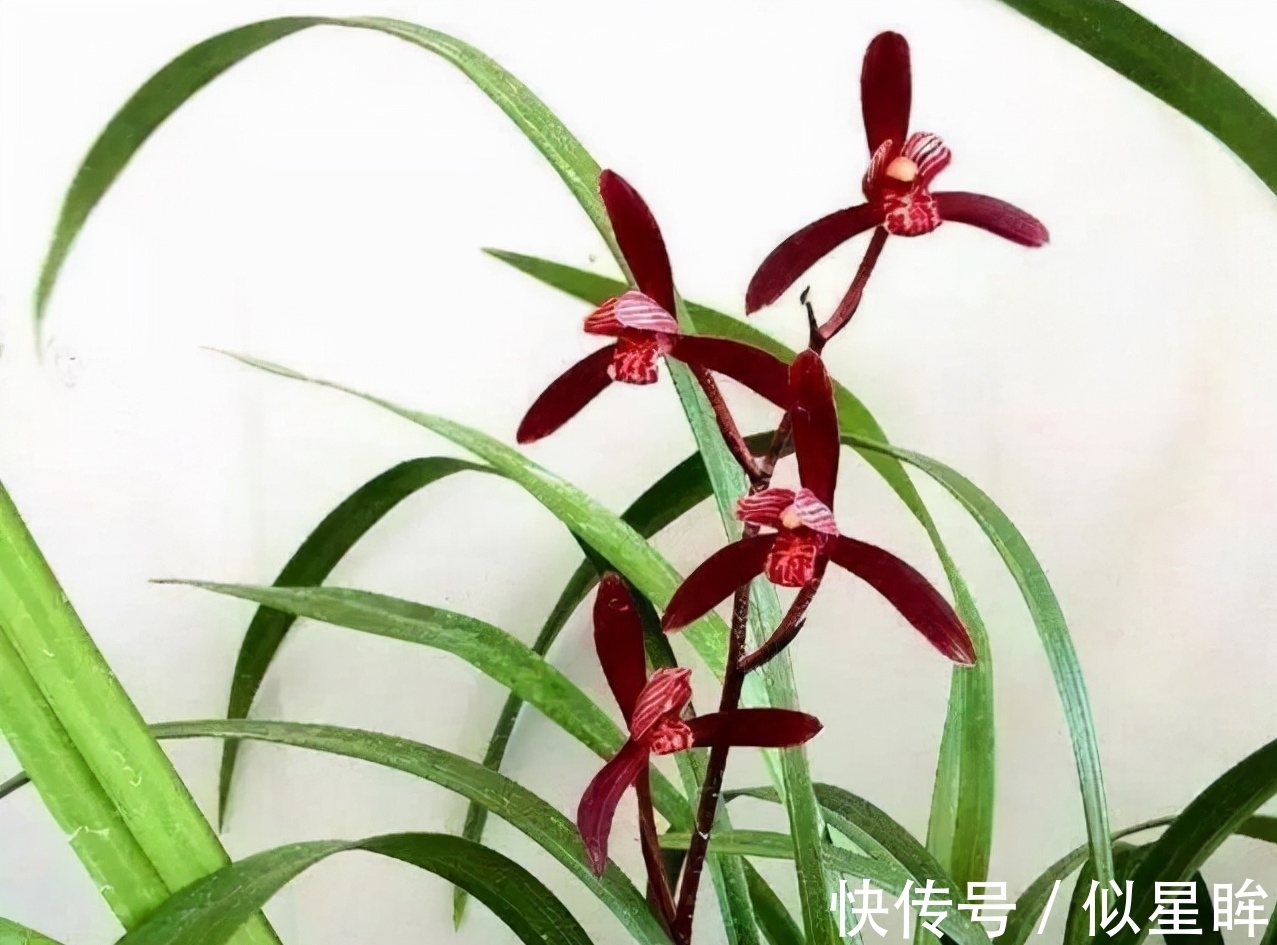 这款顶级兰花，花色艳丽，兰香顶级，珍贵又稀少，有钱也买不到