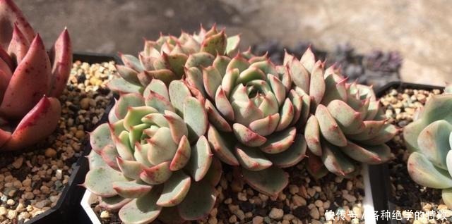 羞红|秋风轻吻,多肉,羞红了脸颊