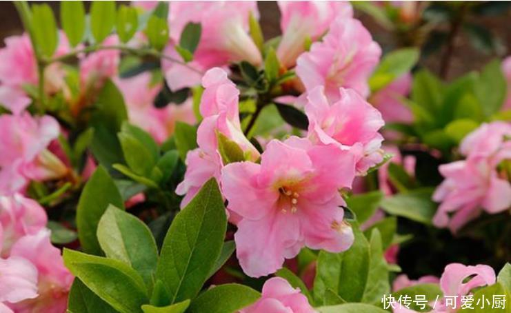 养花就养3种花,家里养一盆,比绿萝好养,10元1盆,阳台变花海!