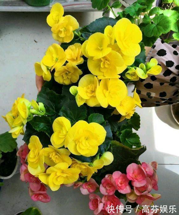 养护|养丽格海棠,做好这“4点”,叶子翠绿长势旺,花大色艳花量足!