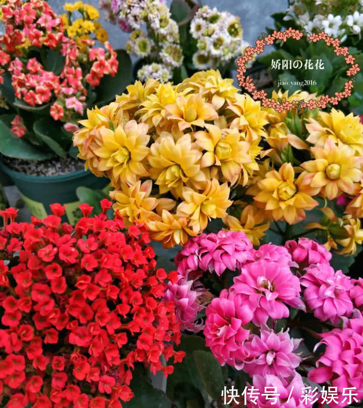 这6种花就要穷养,不花钱不用管,个个肥得流油