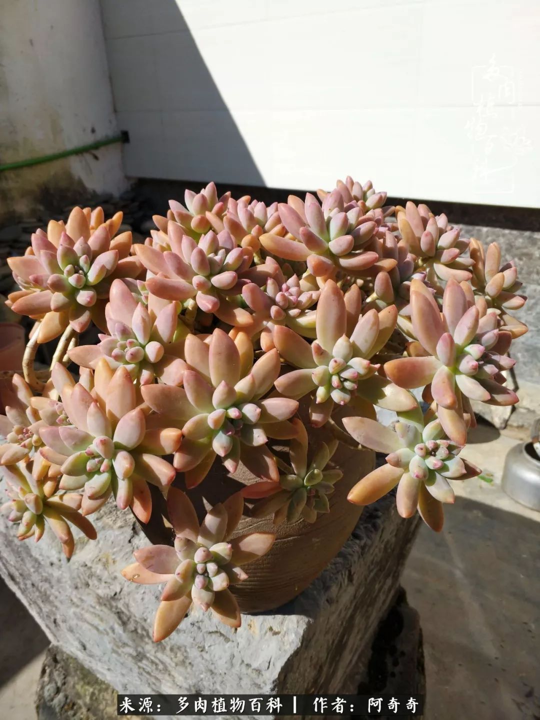 静心养多肉，只是为了在成人的世界里随波不逐流！