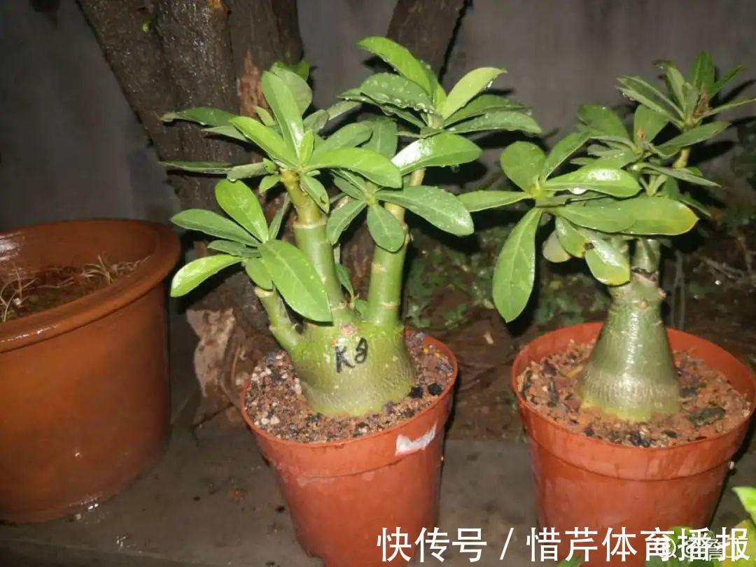 9个开花劳模，施肥不能停，不然越养越差劲