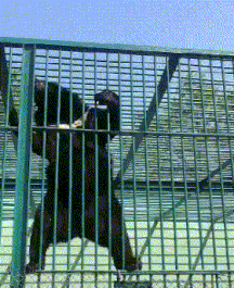 |搞笑GIF段子:姑娘,你这衣服,可真特别,挺环保的.......