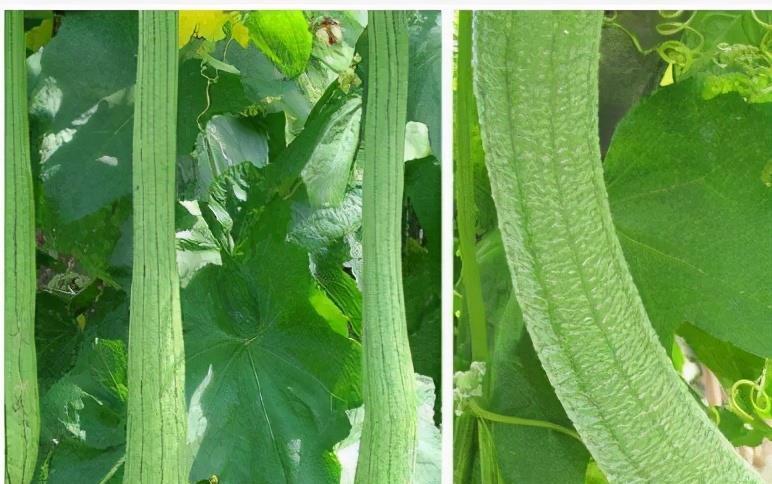 增强体质|女性不想变黄脸婆,推荐常吃3种食物,排毒养颜、增强体质!