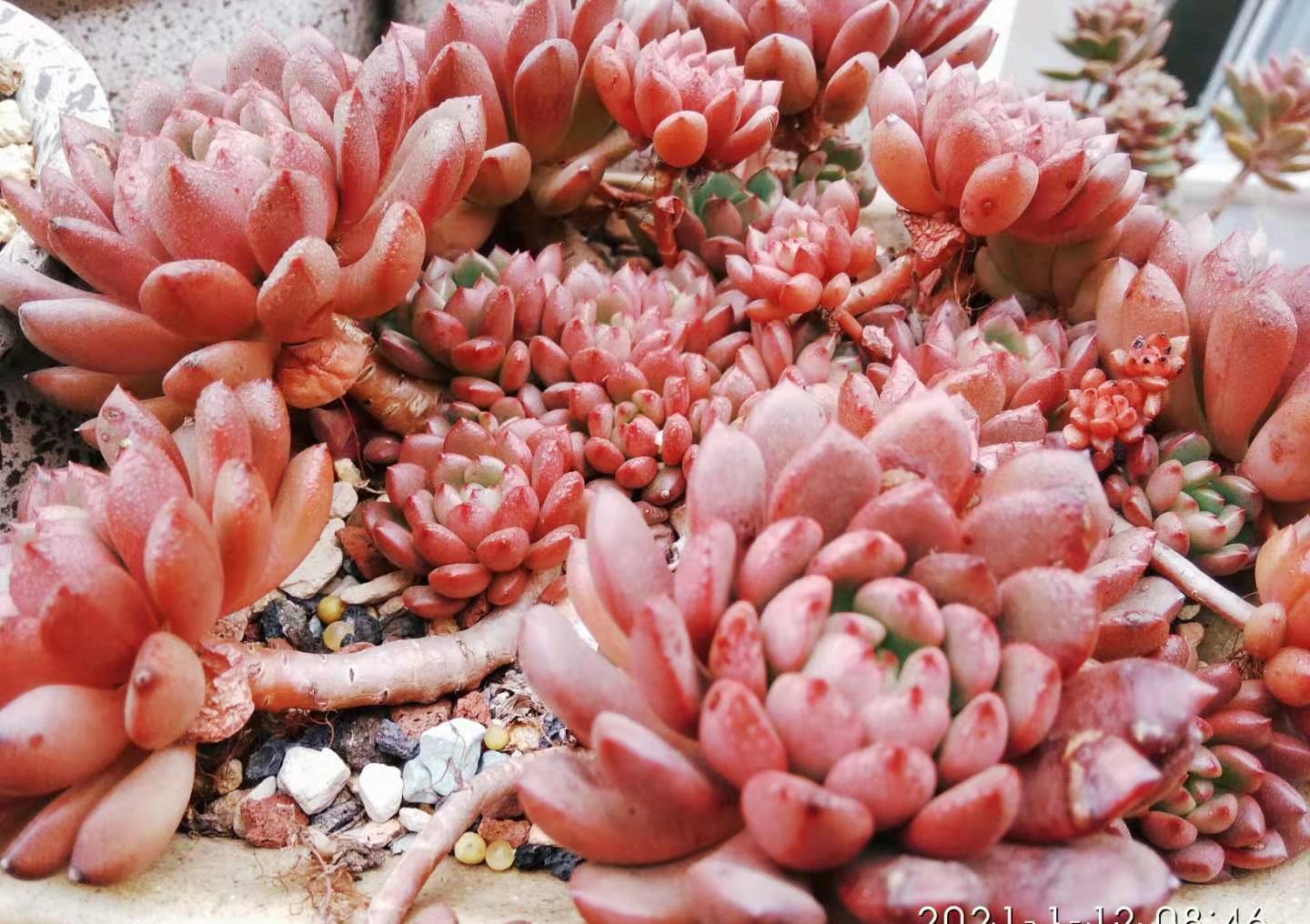 放在楼顶的多肉虽有轻微冻伤,但问题不大,目前依然还在坚持露养