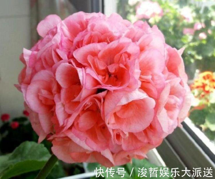 修剪|“4种花”懒人、新手都能养的好,一言不合就爆盆,你一定喜欢