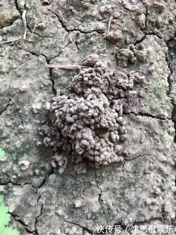 4种养花“神仙水”，夏天高温也能用，不烧苗，花儿长得旺！