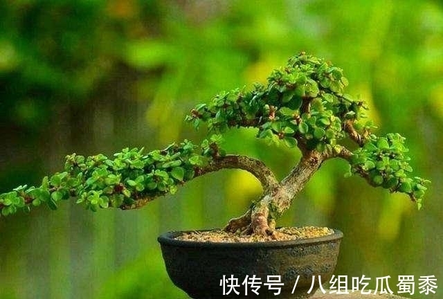 这6种花的寿命很长,养成“老桩”后,价值大增,越老“越值钱”