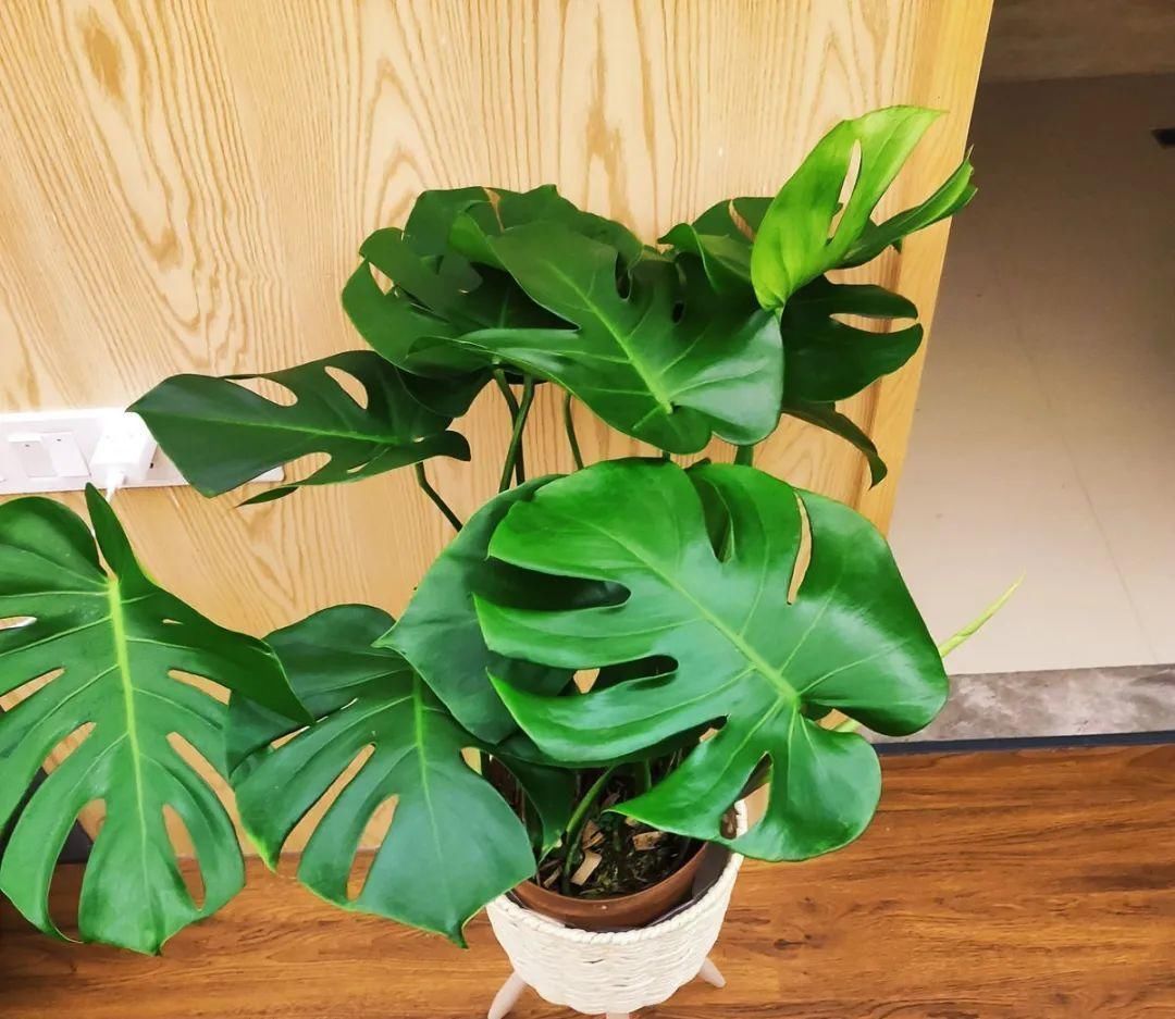 人养花,花也养人,家里养这10种花,越养越健康