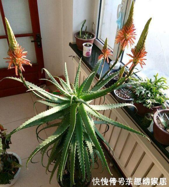 秋天养芦荟，4个小技巧，花箭一米高，冒芽20多，又壮又肥